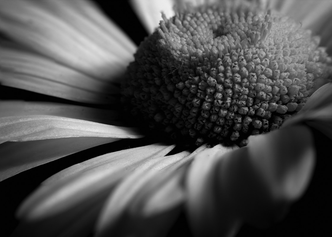 Black and white macro shot of a flower